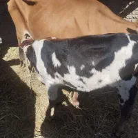 گاو ماده با گوساله