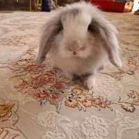 خرگوش لوپ یک ماهه بازیگوش