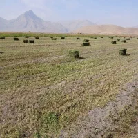 یونجه