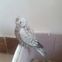 عروس هلندی