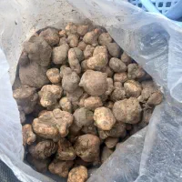 دنبلان کوهی