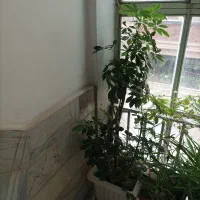 گلدان پتوس