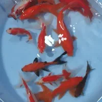 ماهی گلدفیش درشت|ماهی|نسیم‌شهر, |دیوار