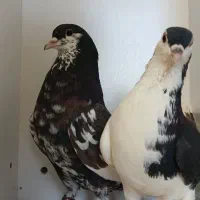 کفتر اصفهانی و دم سفید