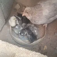 جوجه گلین چهتاج ریش