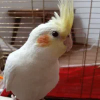 عروس هلندی ماده