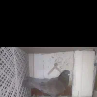 کبوتر پرشی|پرنده|فولادشهر, B5|دیوار