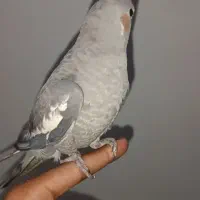 فروش عروس هلندی نر