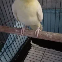 عروس هلندی|پرنده|خرمشهر, |دیوار