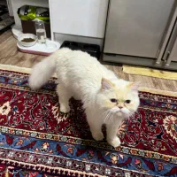 گربه با همه ی وسایل ها|گربه|اردبیل, |دیوار