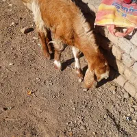 بره.  بزغاله