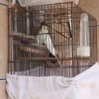 مرغ عشق|پرنده|آق قلا, |دیوار