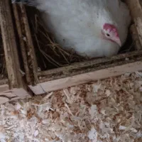 مرغ و خروس جاپنیز|حیوانات مزرعه|رویان, |دیوار