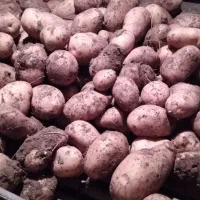 اکیپ پاک کردن سیب زمینی