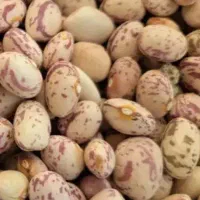 فروش ۲۰ تن چلتوک