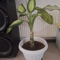 گل طبیعی پیتوس ودیفن باخیا|گل و گیاه طبیعی|مشهد, چهارچشمه|دیوار