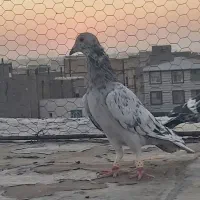 کبوتر خطی|پرنده|الوند, |دیوار