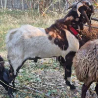 نربز و بز ابستن|حیوانات مزرعه|خاوران, |دیوار