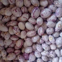 لوبیا چیتی