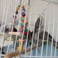 عروس هلندی بالغ نر و ماده و بچه 4ماهه|پرنده|رودسر, |دیوار