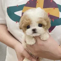 مالتیپو فسقلی|سگ|قم, سیدان|دیوار