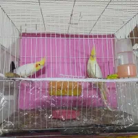 یه جفت عروس هلندی سالم