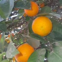 آب نارنج تازه