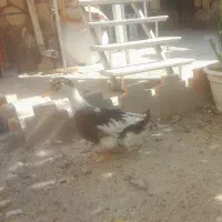 اردک ۶ ماهه
