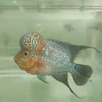 فلاور هورن سایز ریز