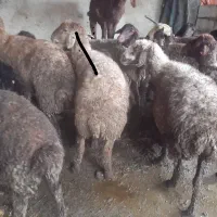 میش ابستن  دو عدد