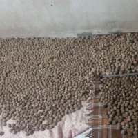 گردو علی اباد مور