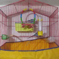 یک جفت مرغ عشق با قفس و وسایل|پرنده|کرمانشاه, |دیوار