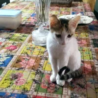 واگذاری. گربه. رایگان|گربه|گنبد کاووس, |دیوار