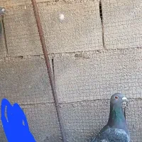 کبوتر مسافتی