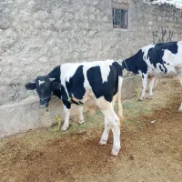 فروش گاو و گوساله و چند راس بزغاله|حیوانات مزرعه|ایلام, |دیوار