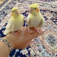 عروس هلندی|پرنده|تهران, شهرک گلها (تهرانسر)|دیوار