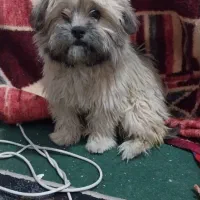 سگ شیتزو  پامرین|سگ|فسا, |دیوار