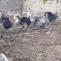 فروش بوقلمون فروش|حیوانات مزرعه|گنبد کاووس, |دیوار