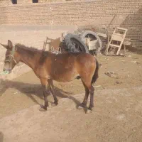 قاطر نر جوان|حیوانات مزرعه|رامند, |دیوار