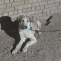 افغان سگ|سگ|صالح آباد, |دیوار