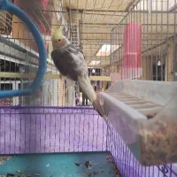 عروس هلندی نر