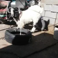 بز نر