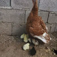 بوقلمون  نژاد بوربون با جوجه