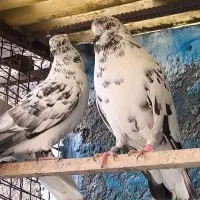 تعداد 18عدد کفتر  تهرانی انگلیسی شمرونی|پرنده|تهران, ورزشگاه آزادی|دیوار