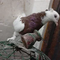 کفتر