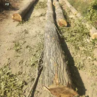 خرید و فروش چوب درخت تر و خشک|عمده‌فروشی|ماکو, |دیوار