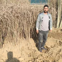 عمده و خرده فروشی|خدمات باغبانی و درختکاری|بروجرد, |دیوار