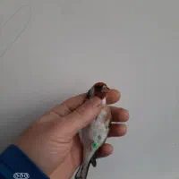 سهره نر ضمانتی