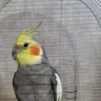 عروس هلندی بالغ|پرنده|شاهین‌شهر, طالقانی|دیوار