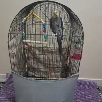 عروس هلندی نر